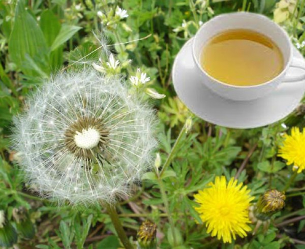 6 tác dụng sức khỏe của trà bồ công anh | Bồ Công Anh